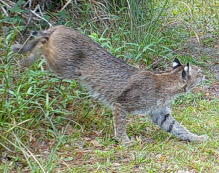 33. Bobcat on the hunt
