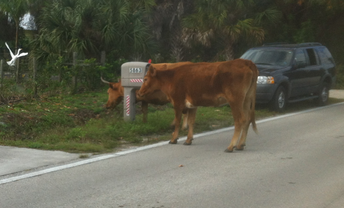 7. Cows own Grant Rd