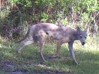 29. Coyote?