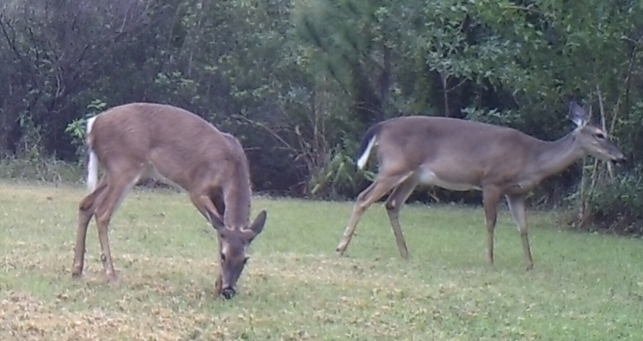23. Common GV critters