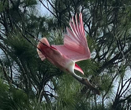 14. Roseate Spoonbill crash diving